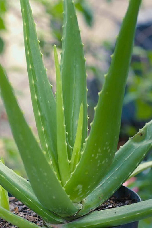 Aloe Vera Plants