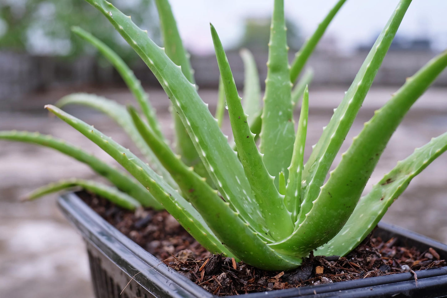 Aloe Vera Plants